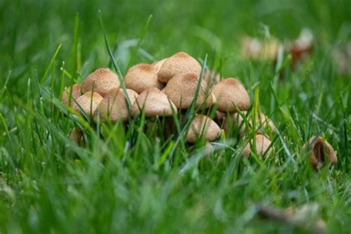 How do I get rid of black mushrooms in my lawn