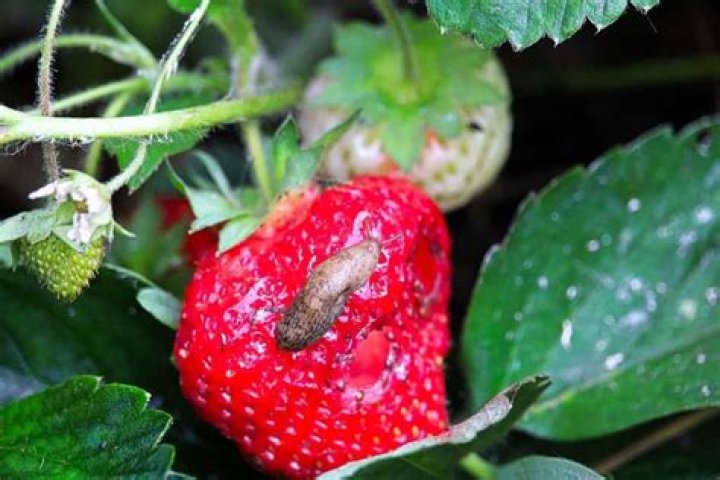 How do I get rid of slugs in my strawberry patch