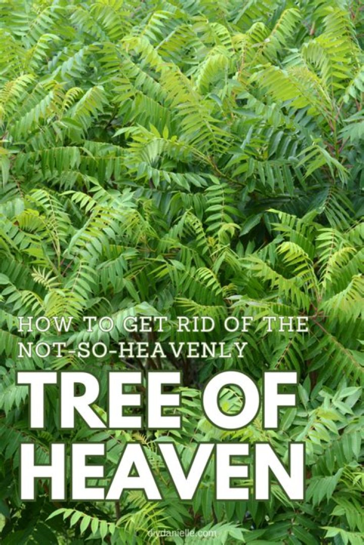 How do I get rid of tree helicopters