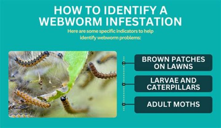 How do I get rid of webworms in my lawn
