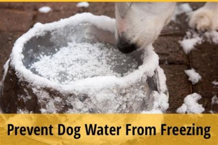 How do I keep my outside dog water from freezing