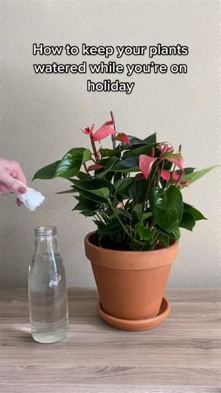 How do I keep my plants watered