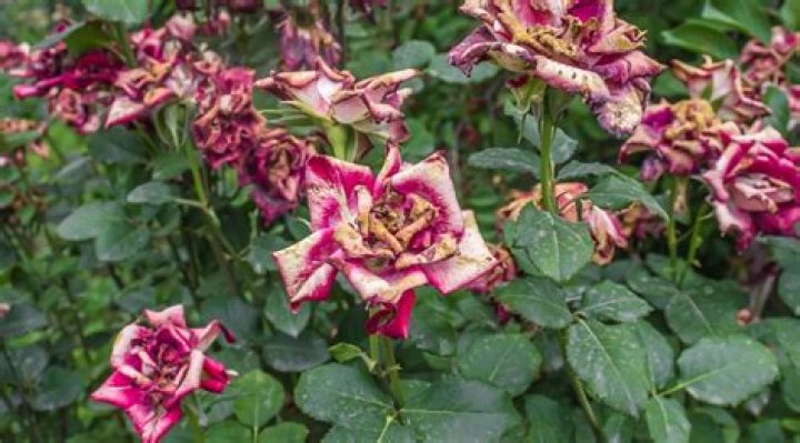 How do I know if my rose is dying