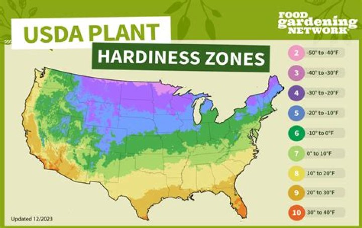 How do I plant a fern in my garden