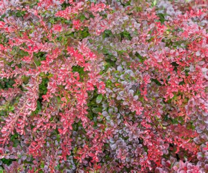 How do I prune Berberis