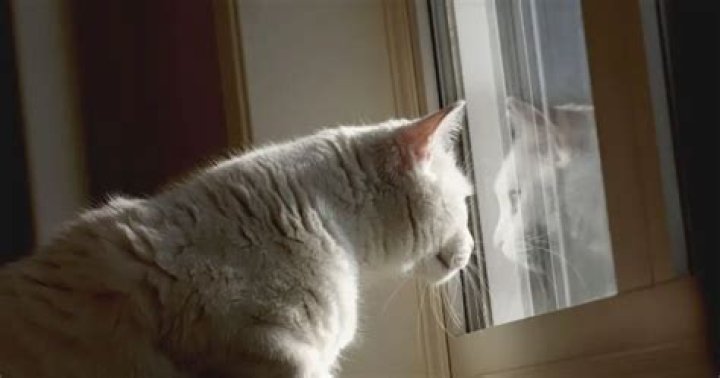 How do I stop my cat from getting out the window