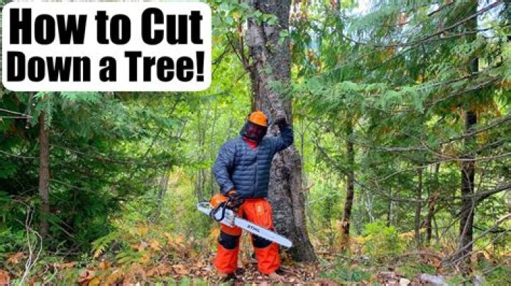 How do I take a cutting from an ash tree
