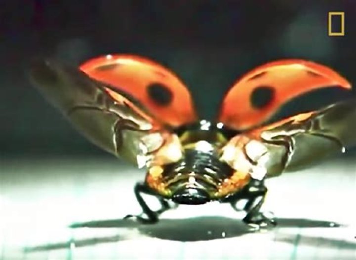 How do ladybugs fold their wings