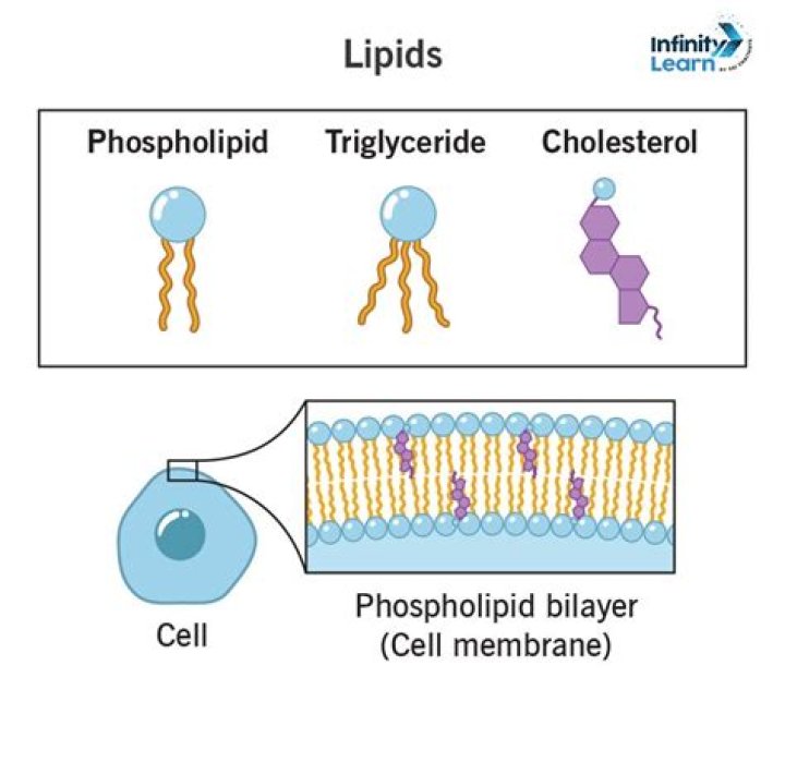 How do lipids insulate the body