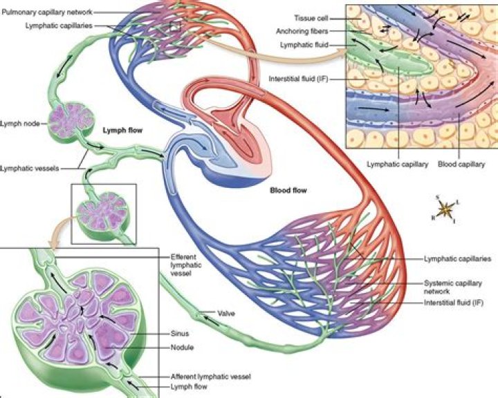 How do lymph nodes filter lymph