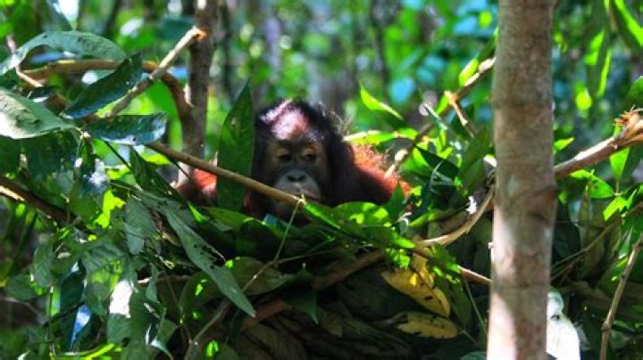 How do orangutans survive