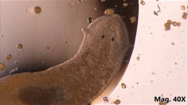 How do Planaria detect food