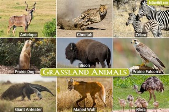 How do plants and animals adapt to the grasslands