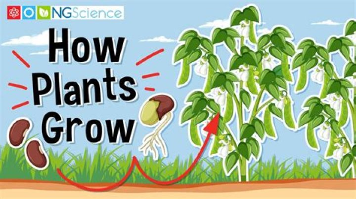 How do plants live and grow