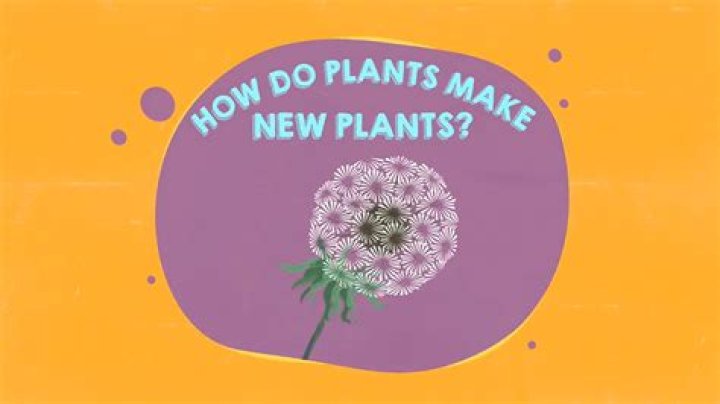 How do plants make shade