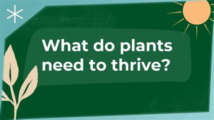 How do plants thrive