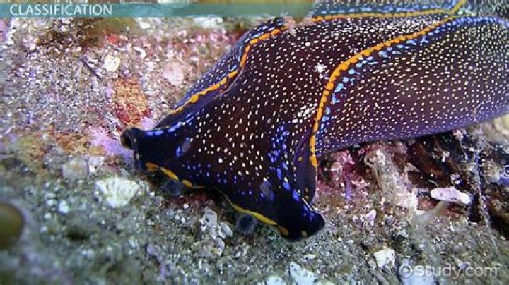 How do platyhelminthes digest food