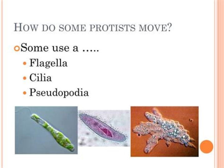 How do protist move