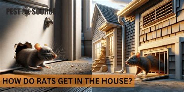 How do rats get in the house