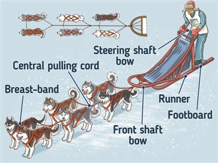 How do sled dogs work