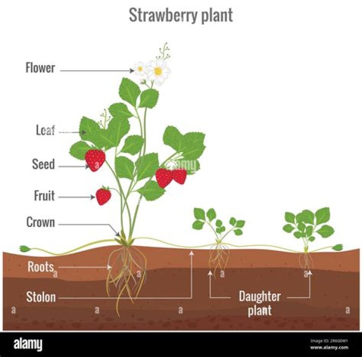 How do strawberry plants and bees benefit each other