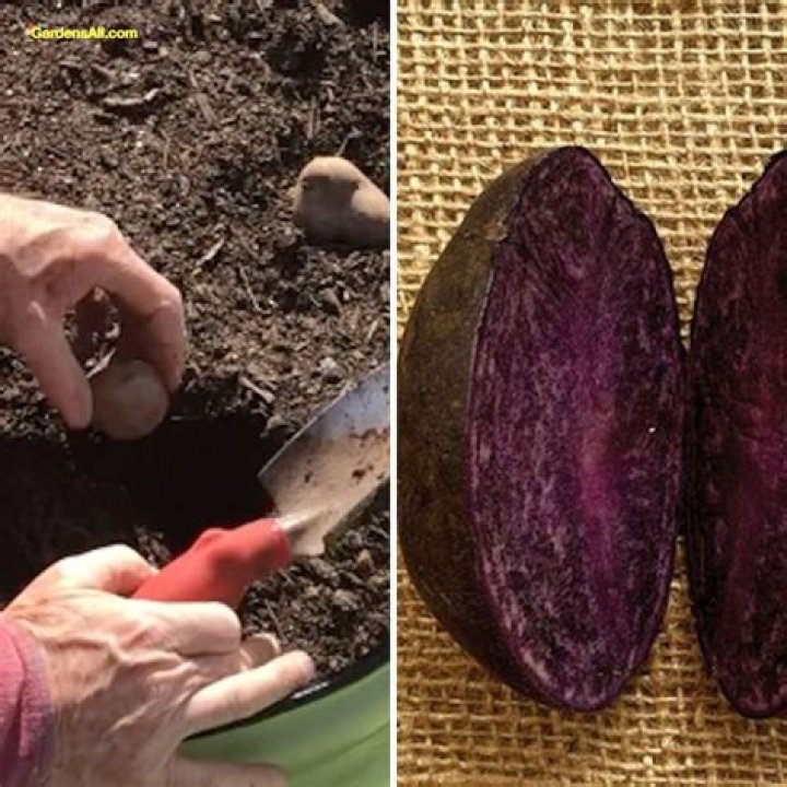 How do they grow purple potatoes