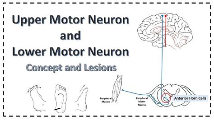 How do upper motor neurons work