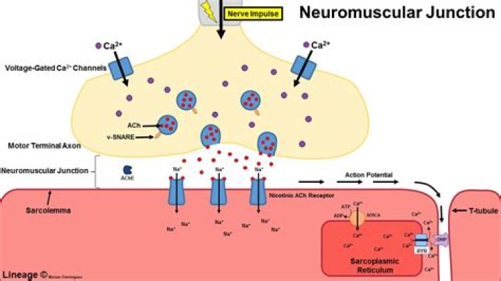 How do you assess neuromuscular blockade