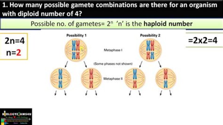 How do you calculate gamete combinations