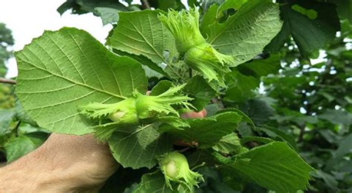 How do you care for a hazelnut tree