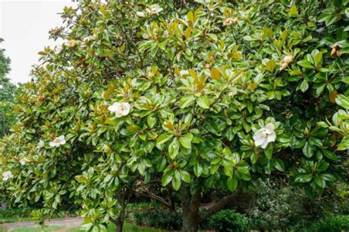 How do you care for a magnolia grandiflora
