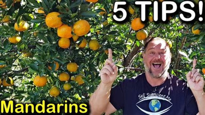 How do you care for a mandarin orange tree