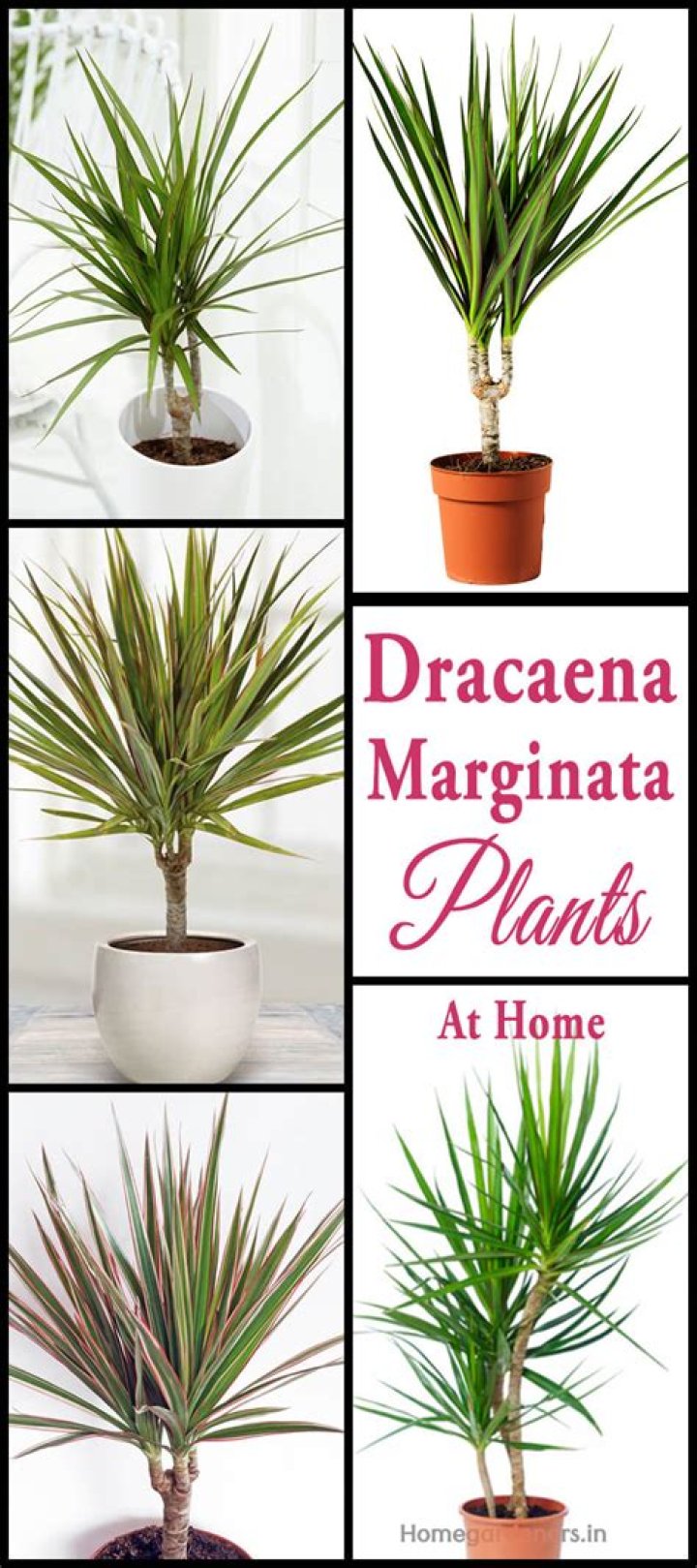 How do you care for a marginata plant