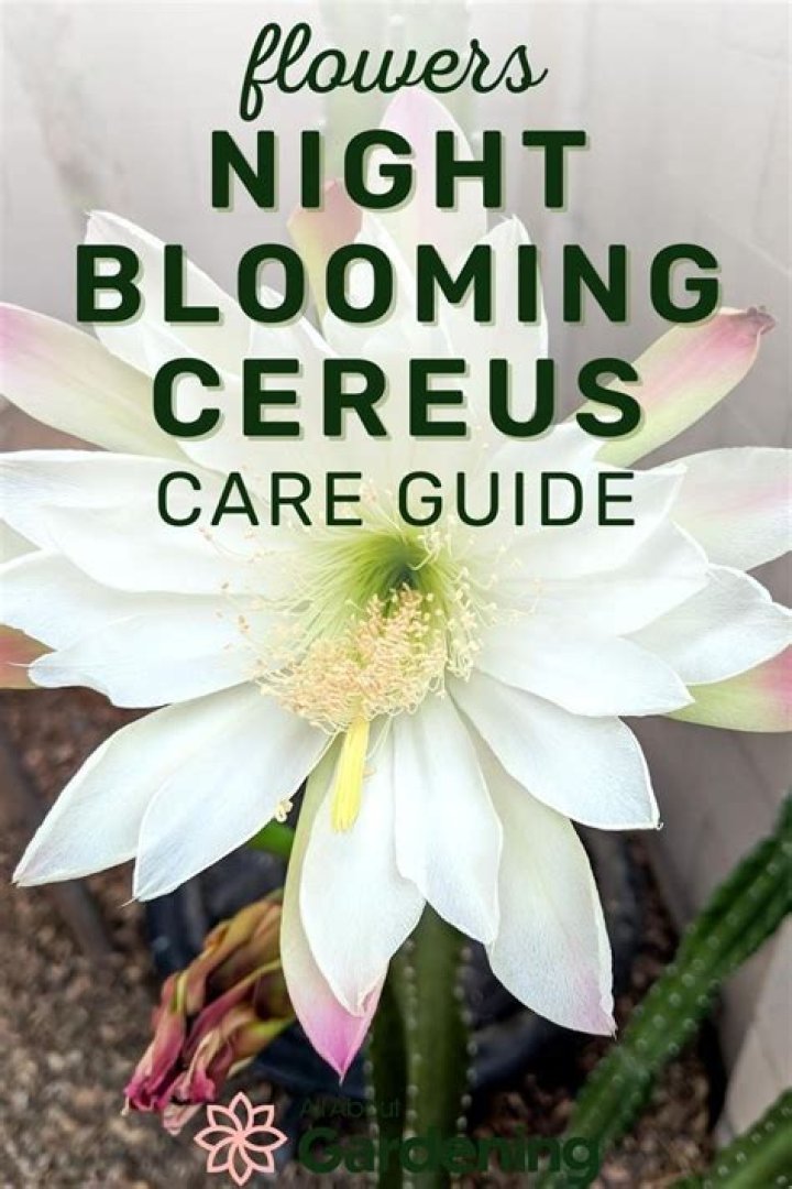 How do you care for a night blooming cereus