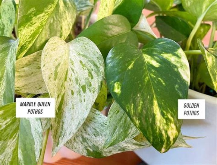 How do you care for a pothos marble