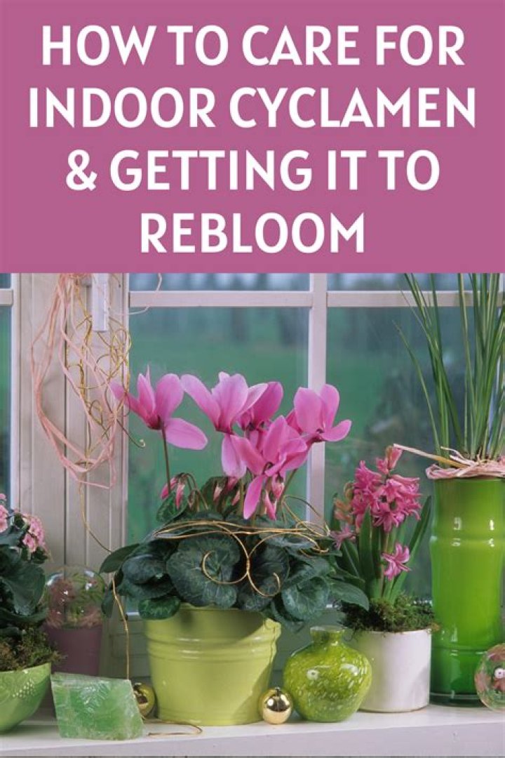 How do you care for indoor cyclamen