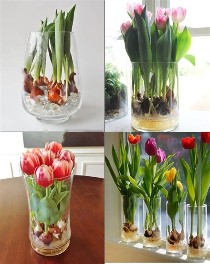 How do you care for tulips in a glass vase