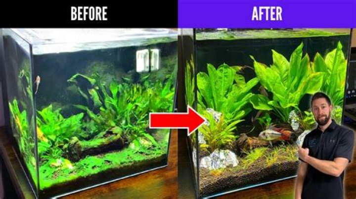 How do you clean algae off a dock