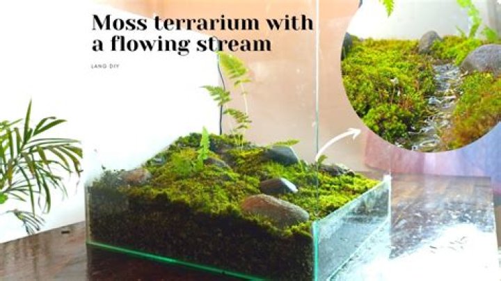 How do you clean moss from a terrarium