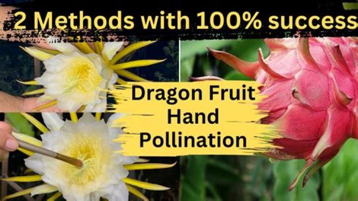 How do you cross pollinate dragon fruit