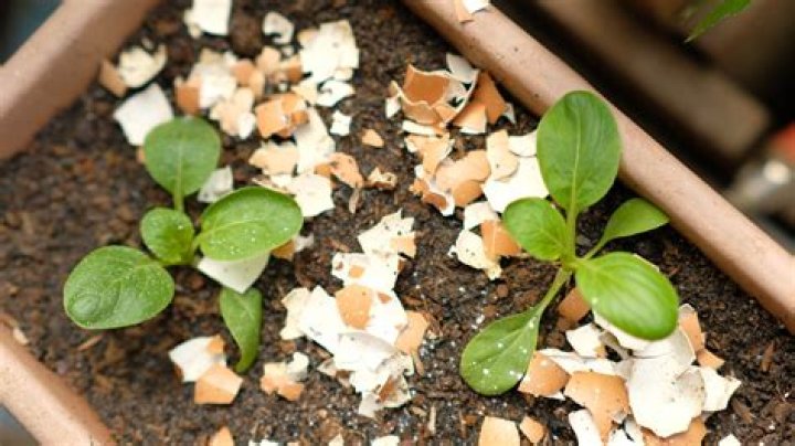 How do you crush eggshells for plants