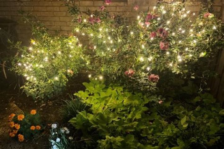 How do you decorate outdoor bushes with Christmas lights