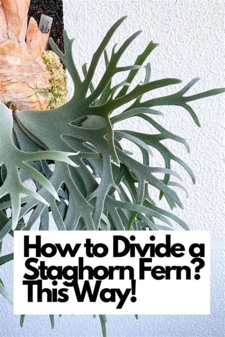 How do you divide a Mount staghorn fern