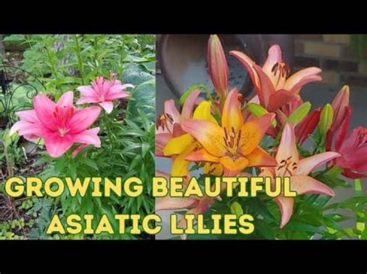 How do you divide Asiatic lily bulbs