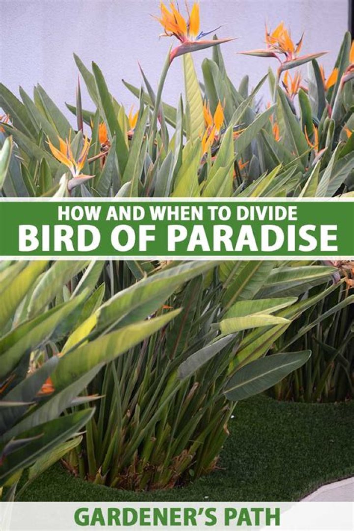 How do you divide bird of paradise