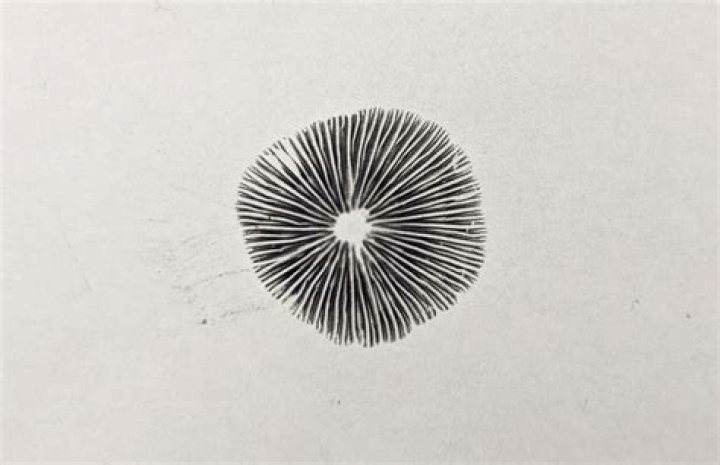 How do you dry a spore print