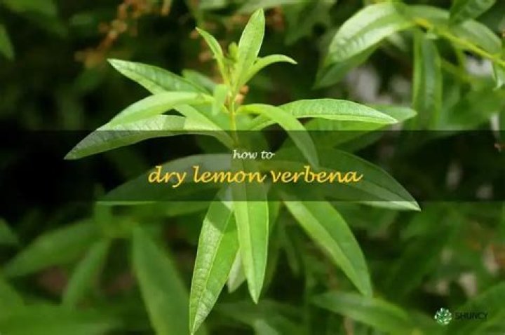 How do you dry lemon verbena leaves