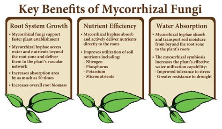 How do you encourage mycorrhizal fungi