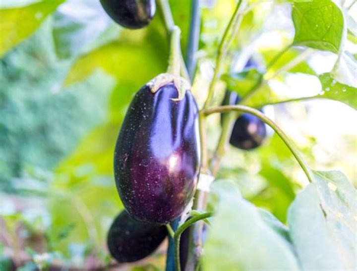 How do you feed eggplant plants
