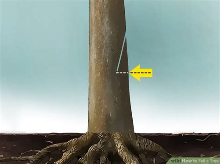 How do you fell a limb tree